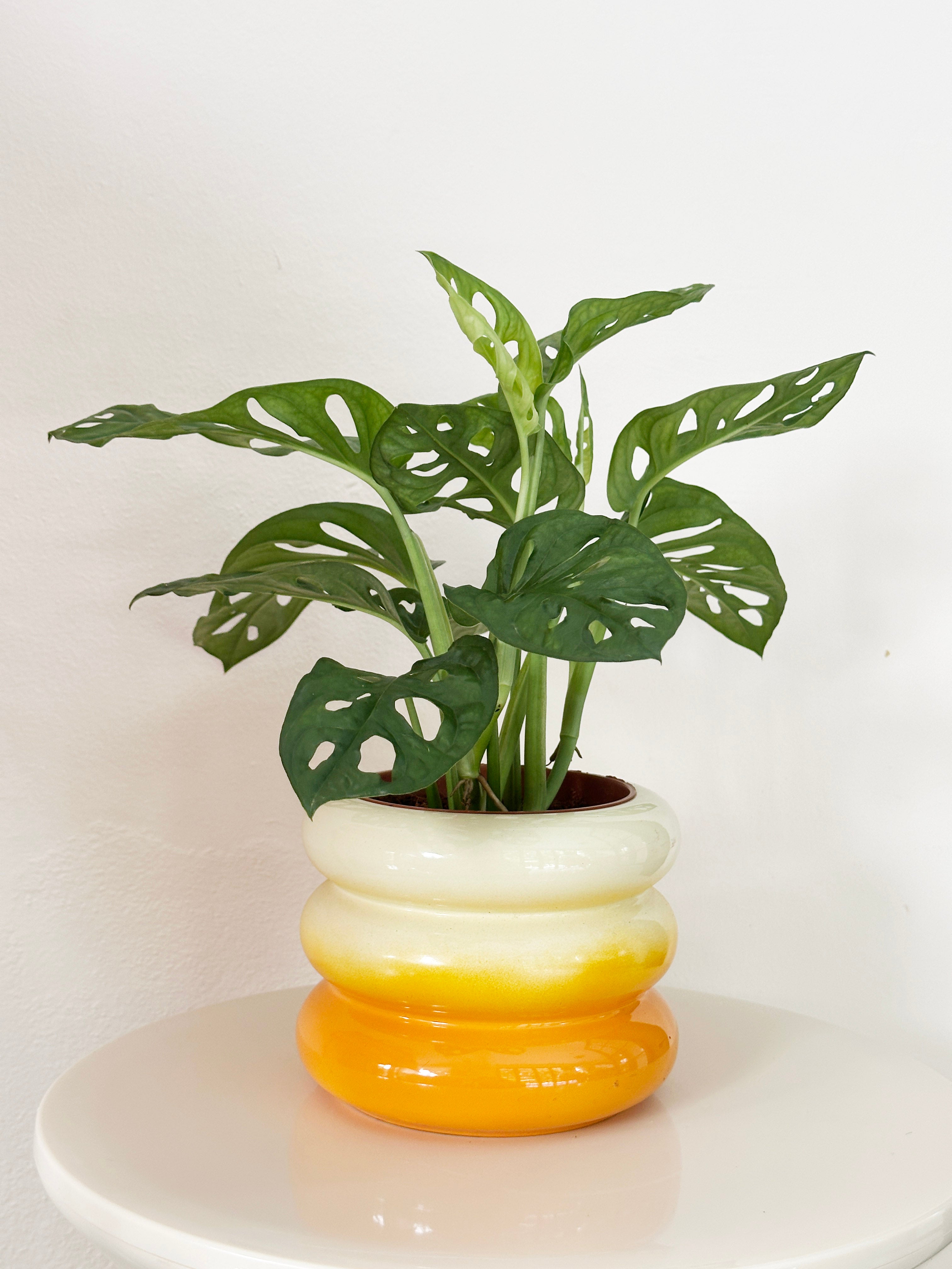 monstera adansonii terracotta pot Monstera Adansonii in Sunshine Planter – Tiny Forest Store