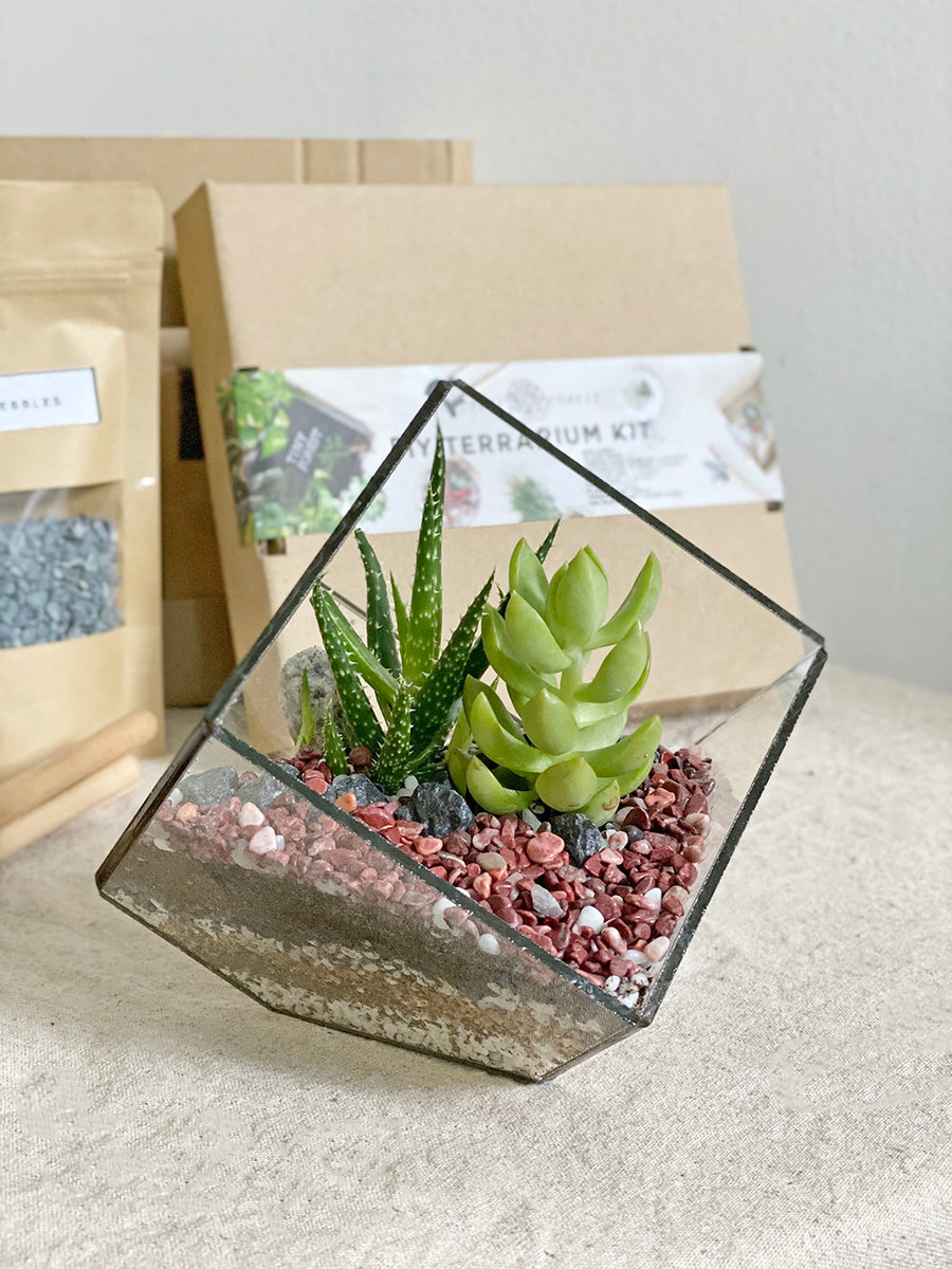 Tiny Forest DIY Cube Terrarium Kit