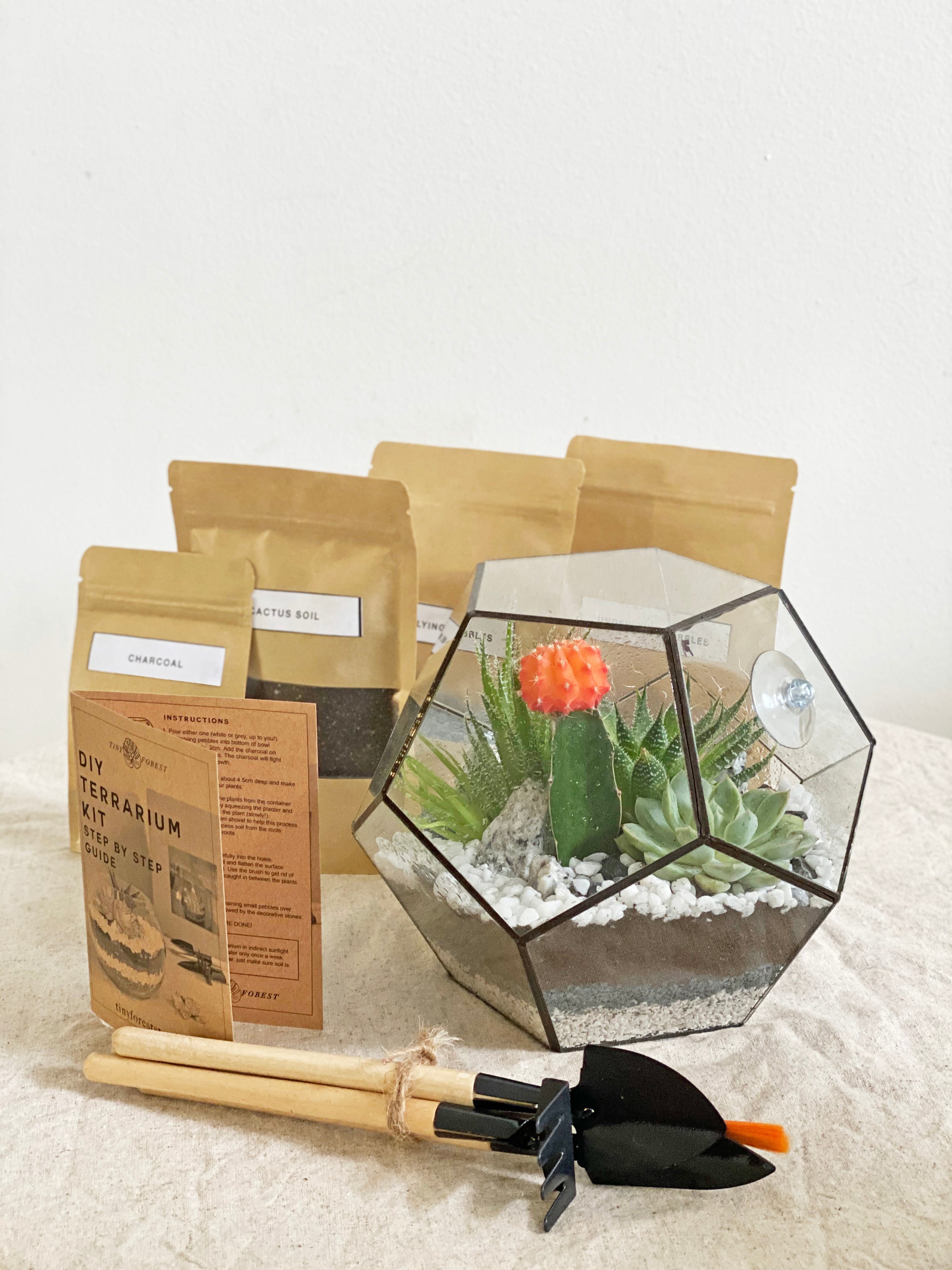 Forest Terrarium Kit