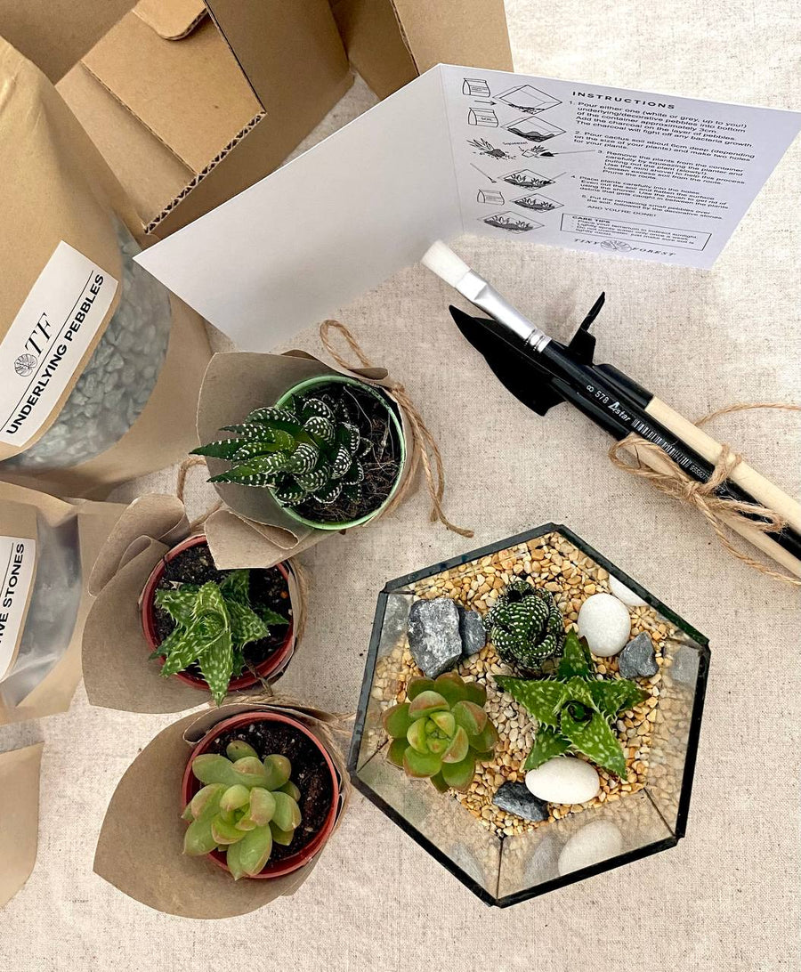Tiny Forest DIY Hexarium  Kit