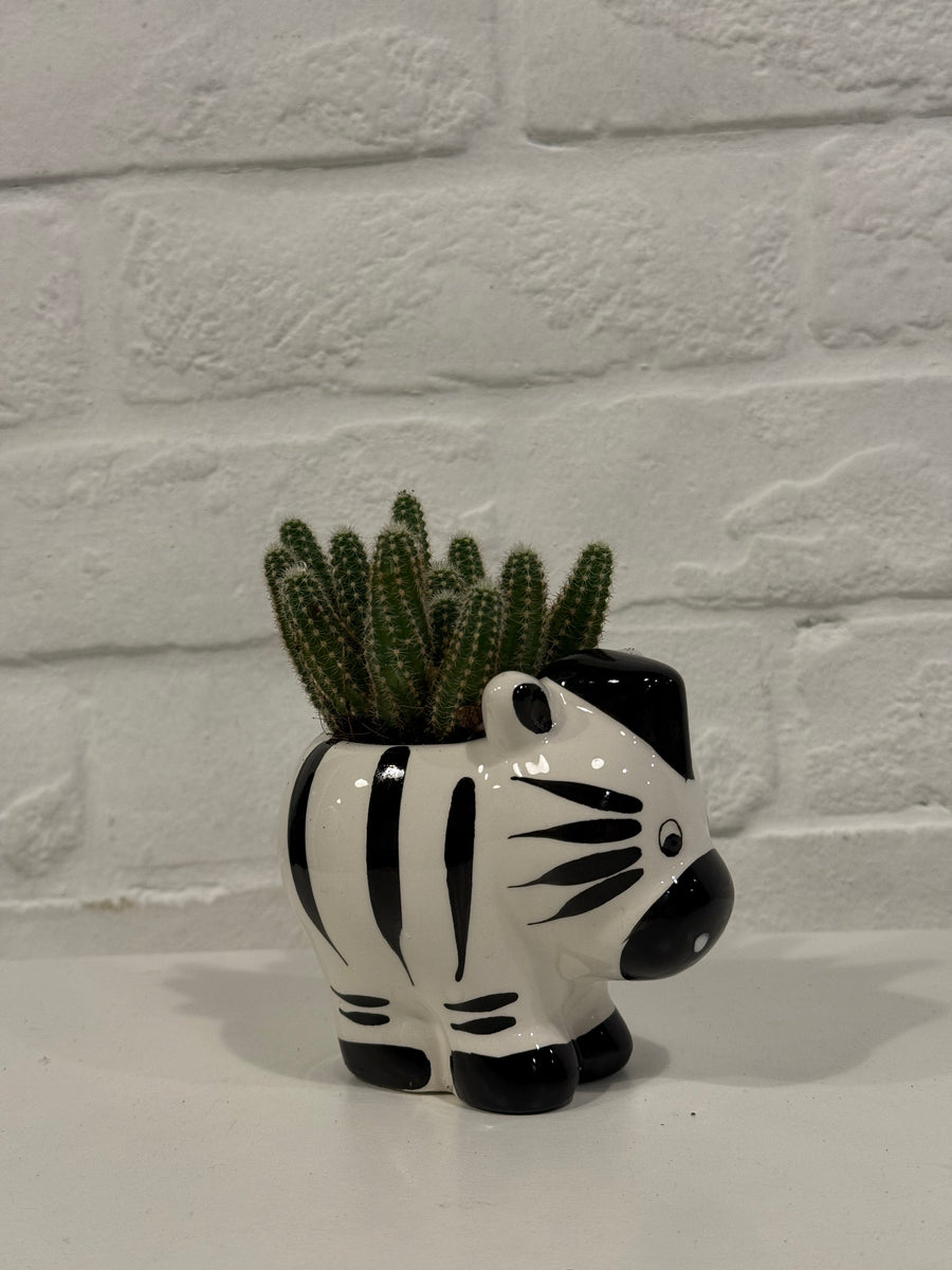 Mini animal terrarium