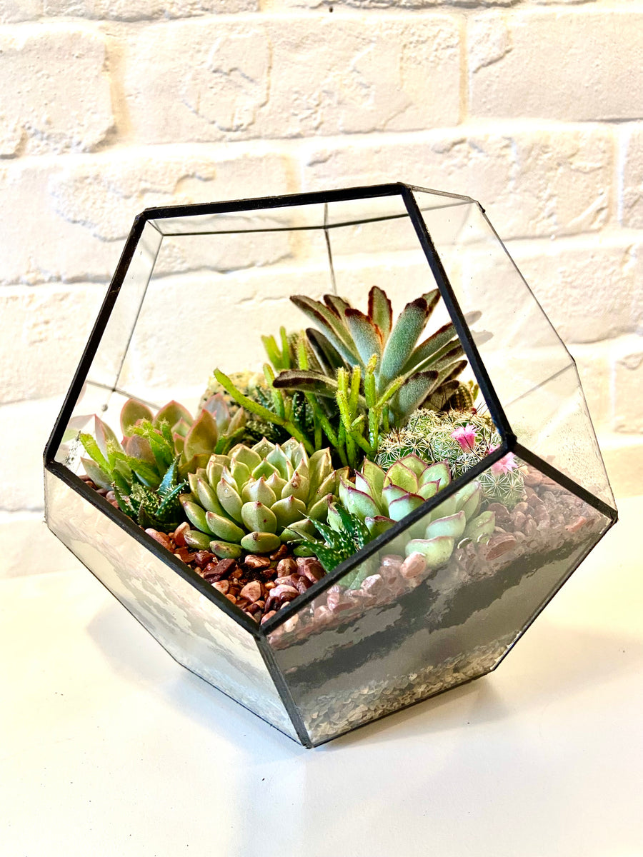 Pentagon Classic Open terrarium