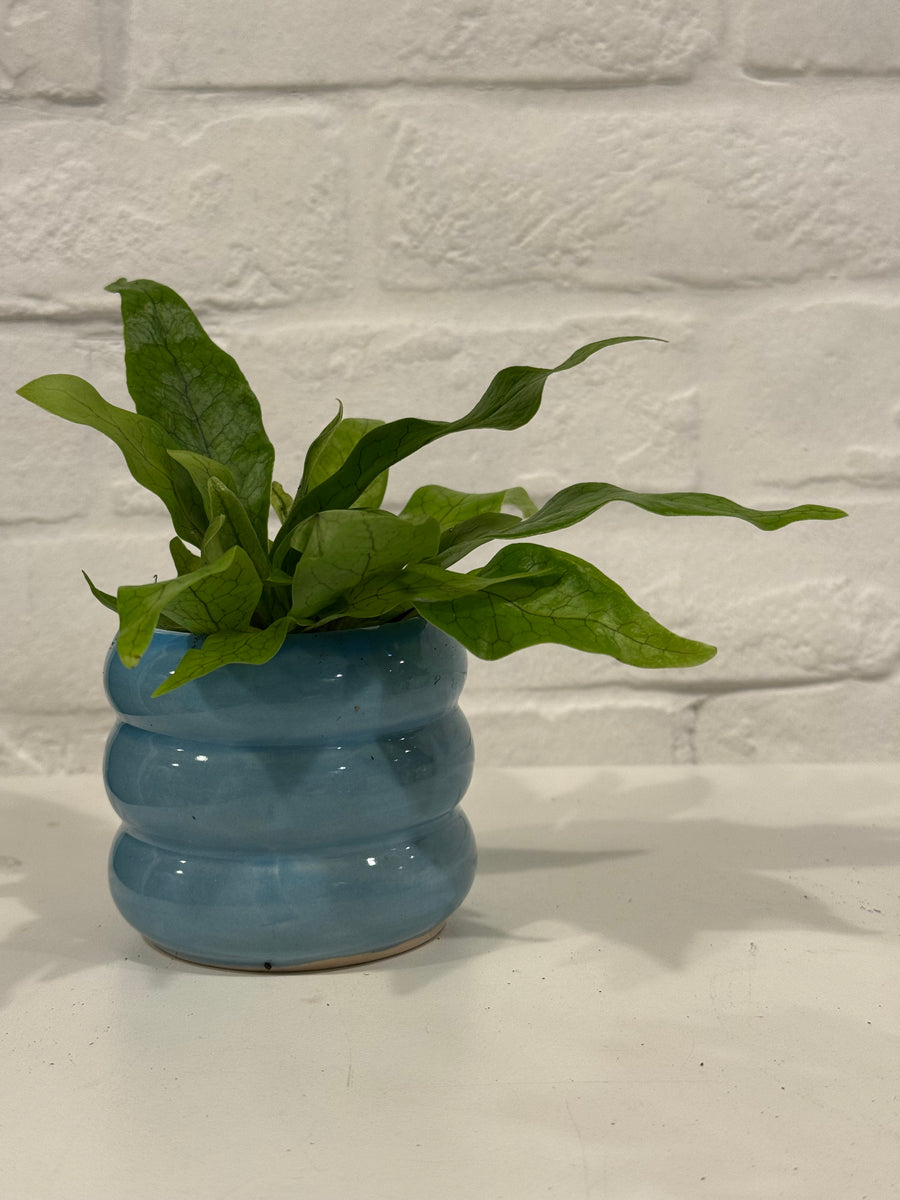 Bird’s nest fern/Sansevierias in small coloured pots