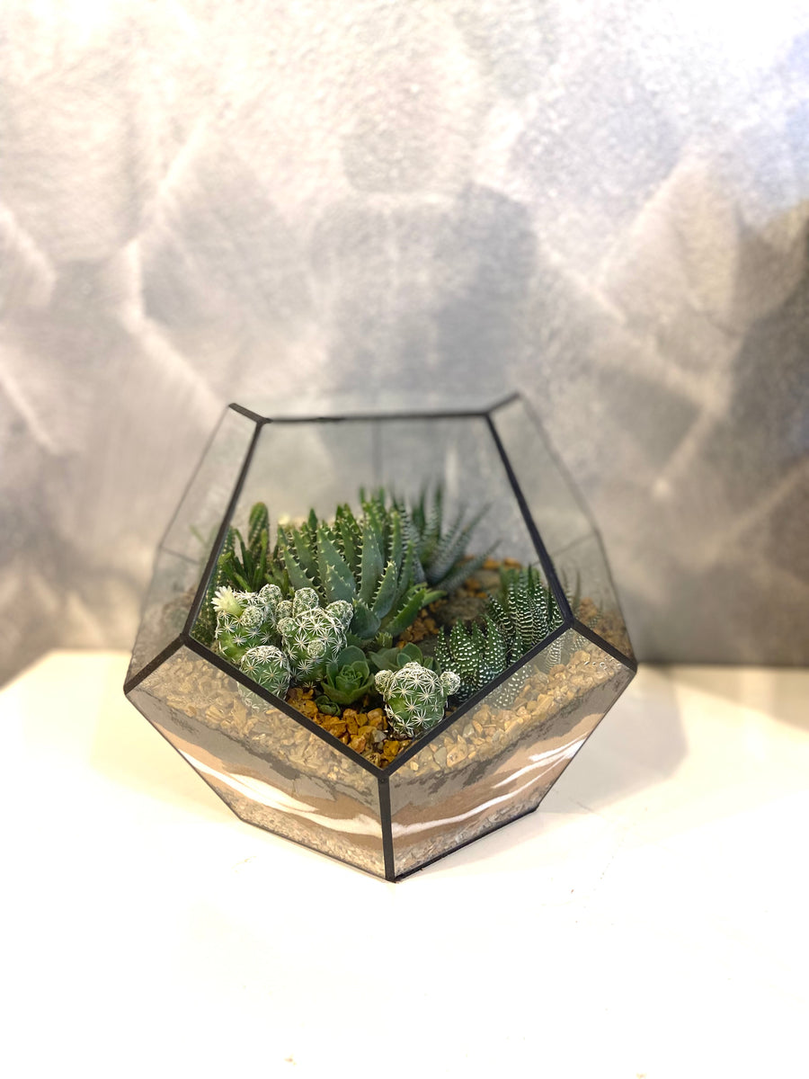 New Pentagon Open Terrarium