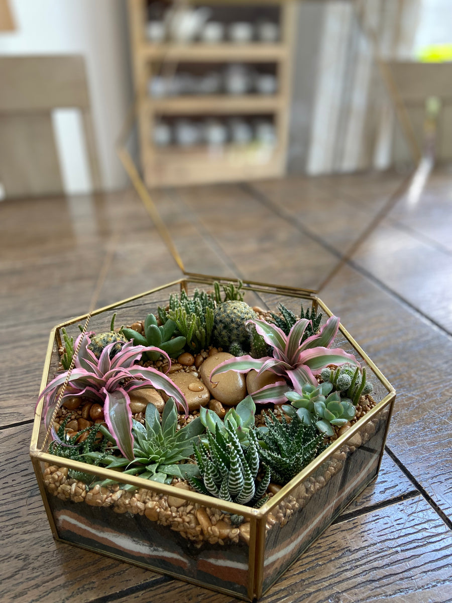 Hexagon shaped Open terrarium with lid