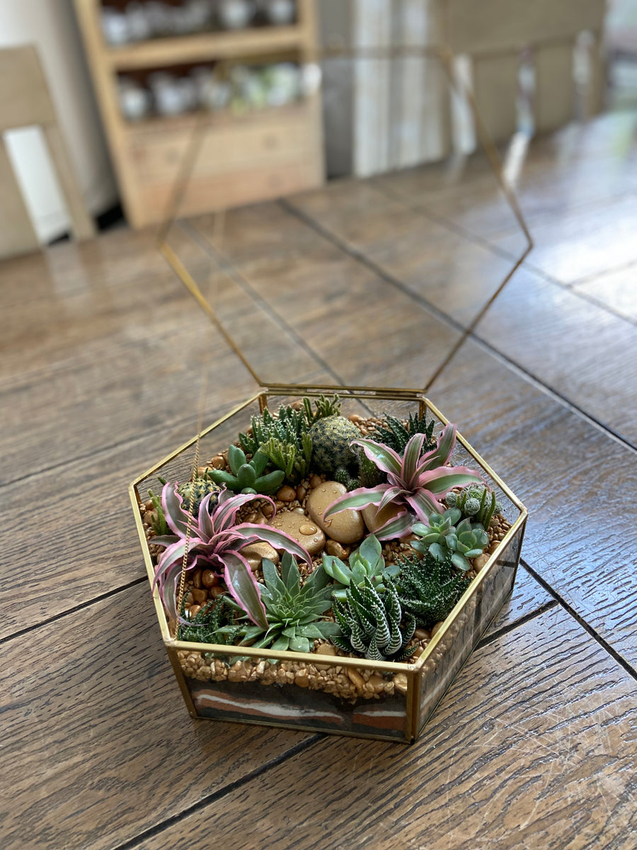 Hexagon shaped Open terrarium with lid