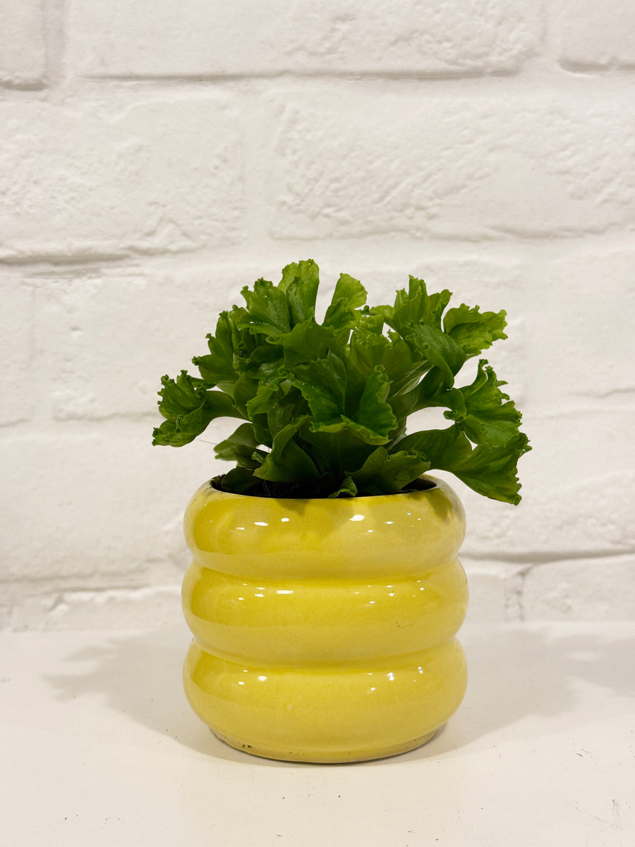 Small plants in coloured pots