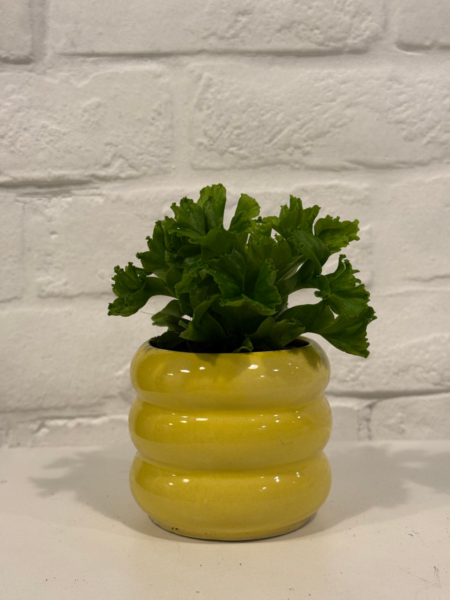 Bird’s nest fern/Sansevierias in small coloured pots