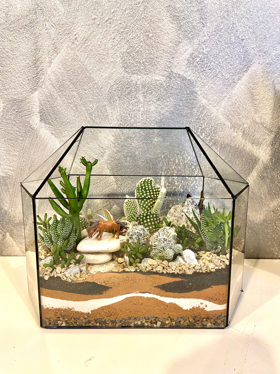 New Greenhouse Open terrarium