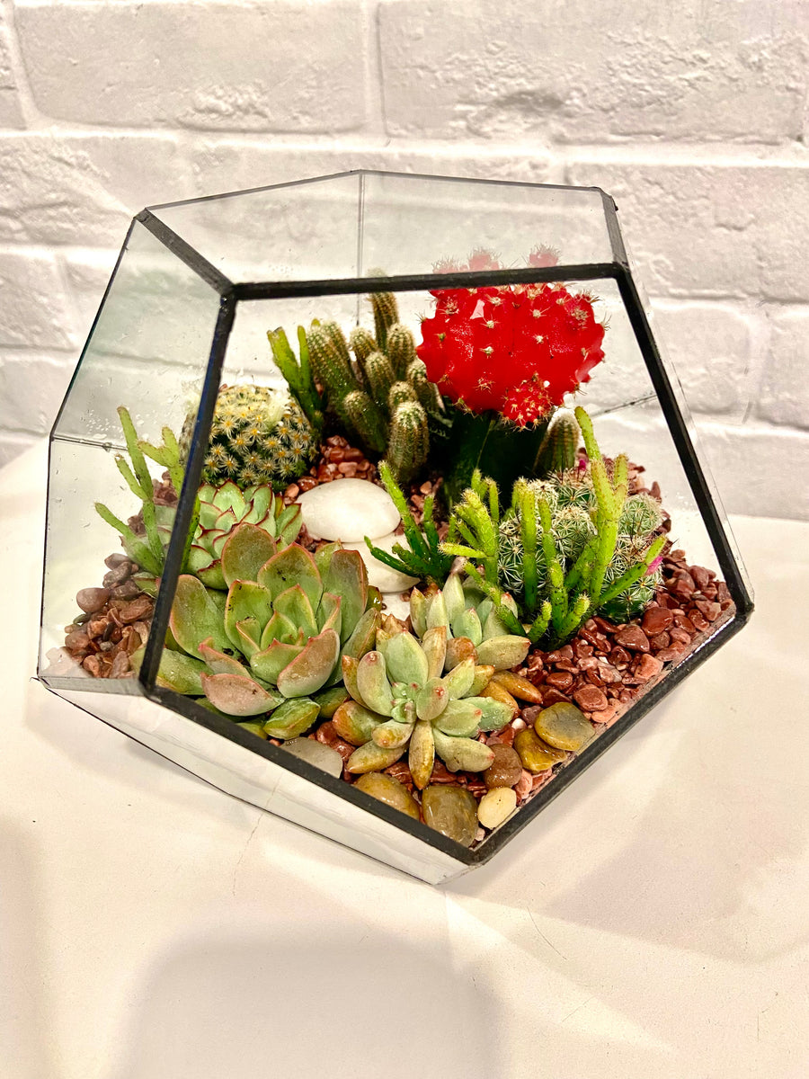 Pentagon Classic Open terrarium