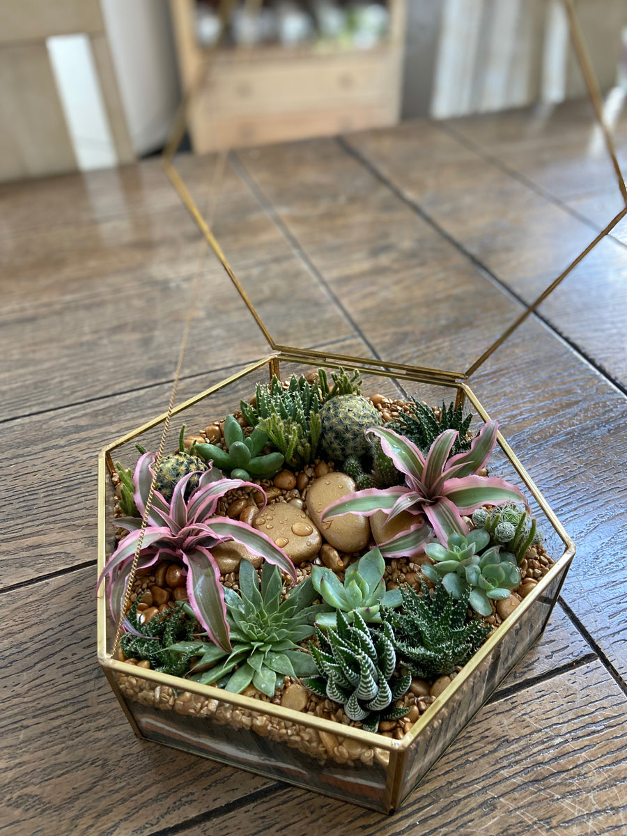 Hexagon shaped Open terrarium with lid