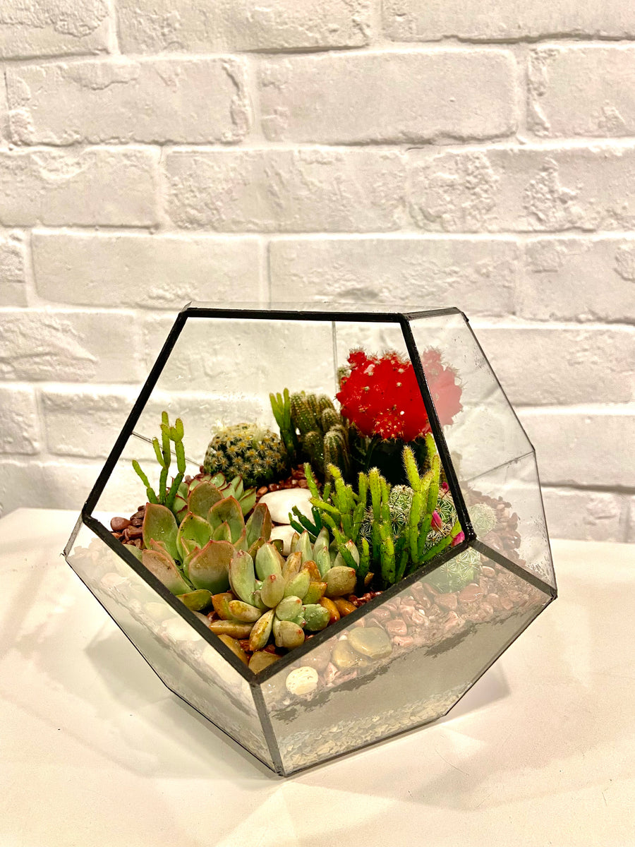 Pentagon Classic Open terrarium