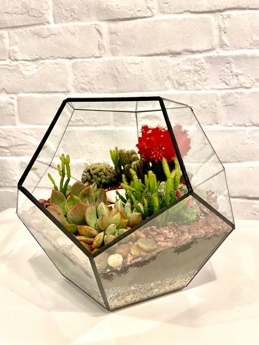 Pentagon Classic Open terrarium