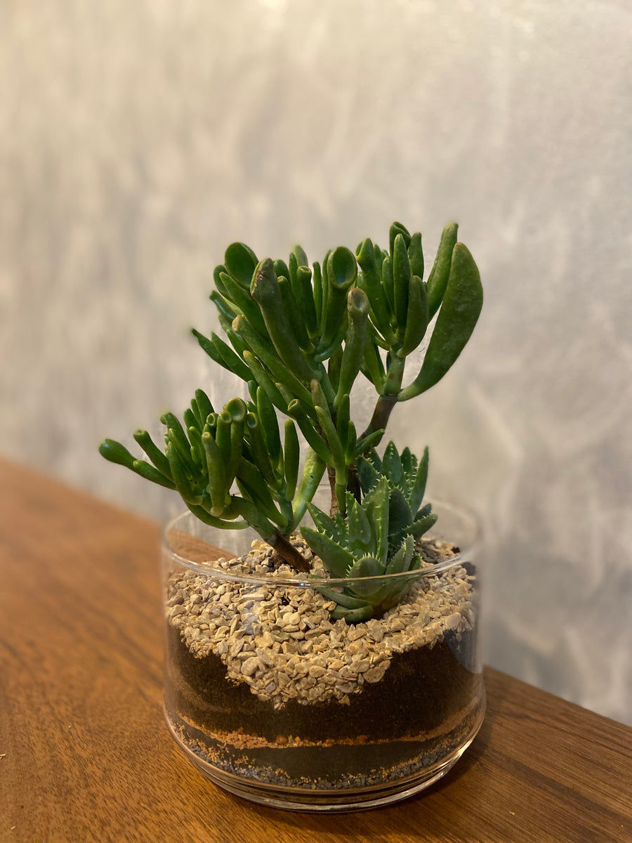 Jade-plant terrarium