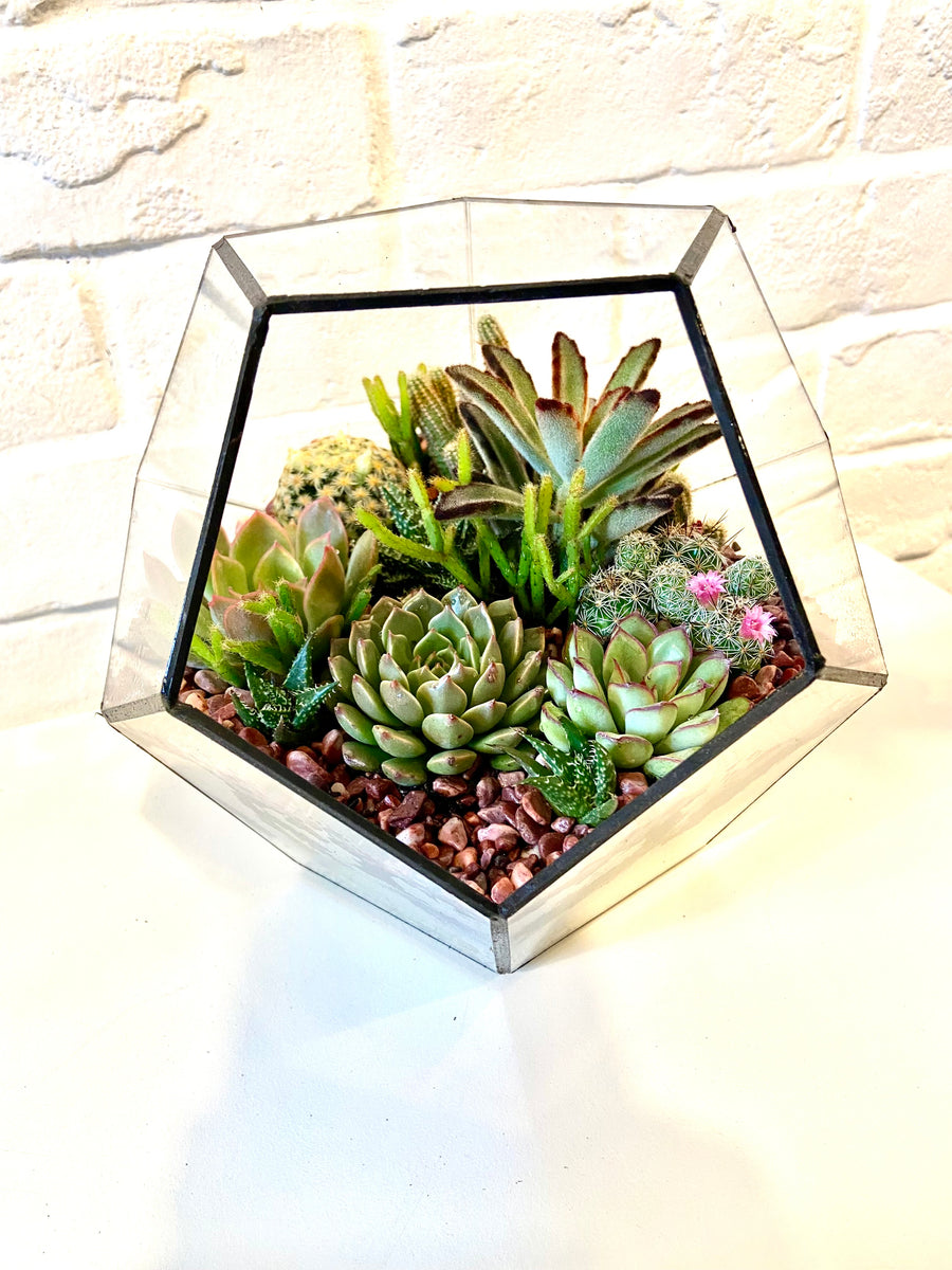 Pentagon Classic Open terrarium