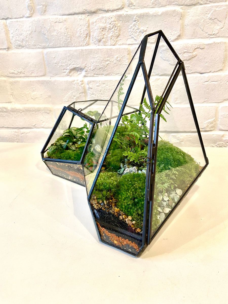 Irregular shaped Closed moss terrarium