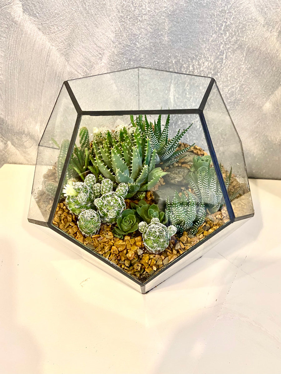 New Pentagon Open Terrarium