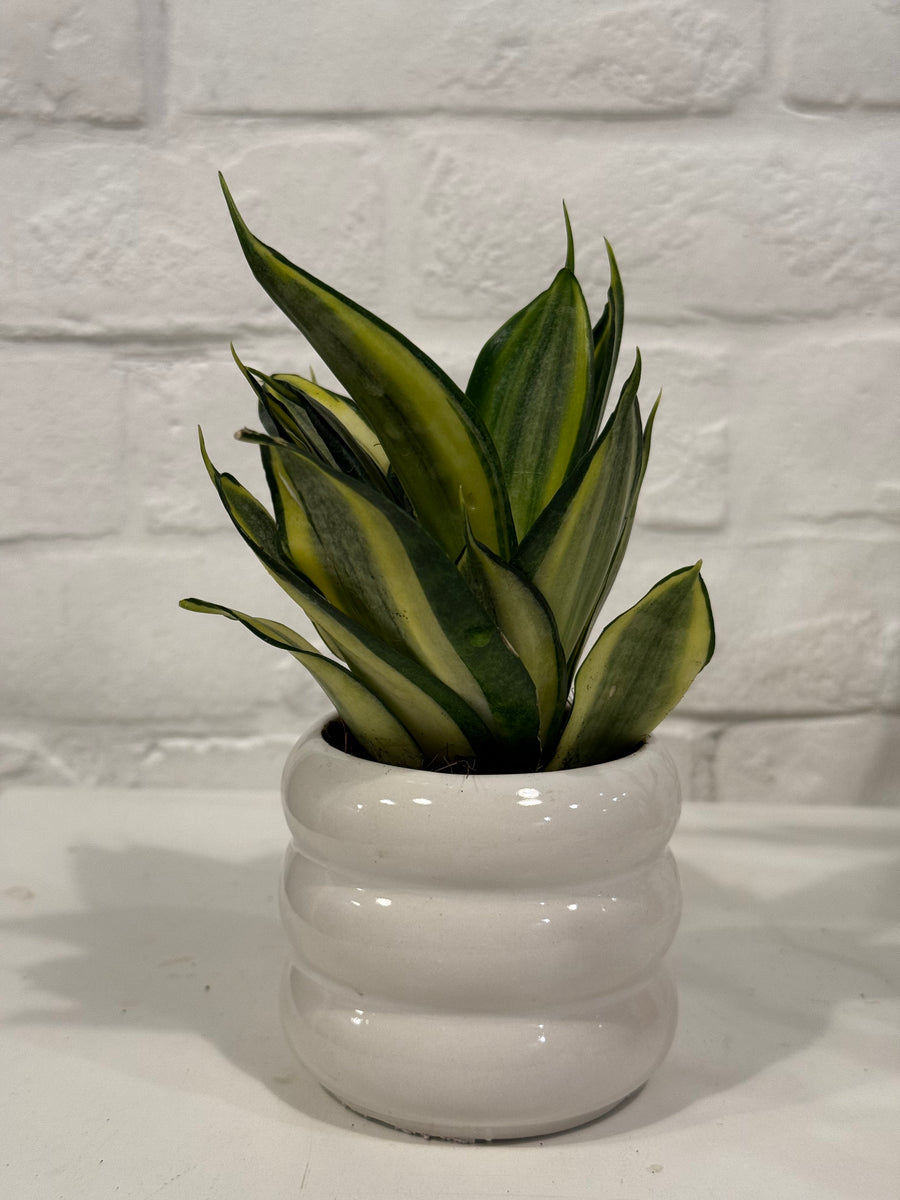 Bird’s nest fern/Sansevierias in small coloured pots
