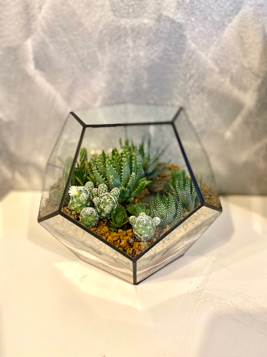 New Pentagon Open Terrarium