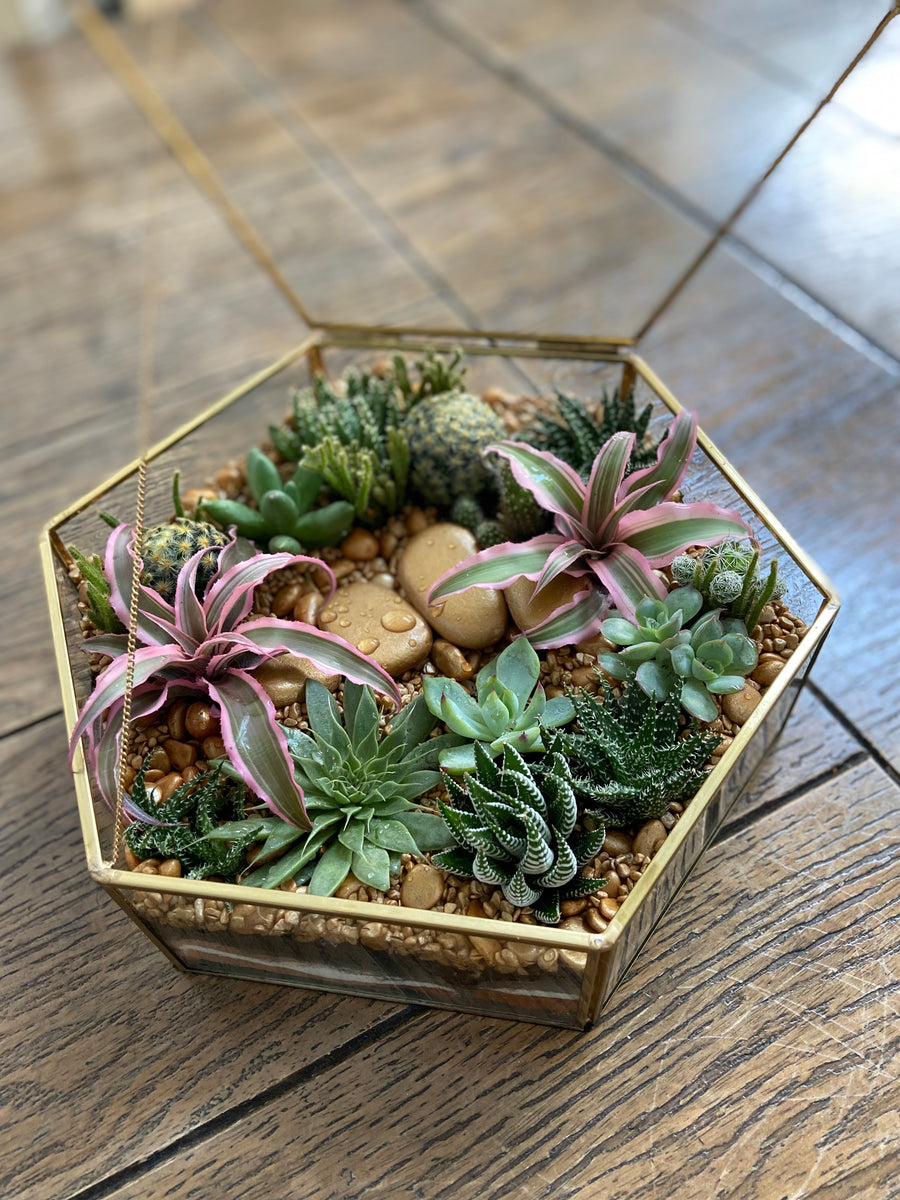 Hexagon shaped Open terrarium with lid