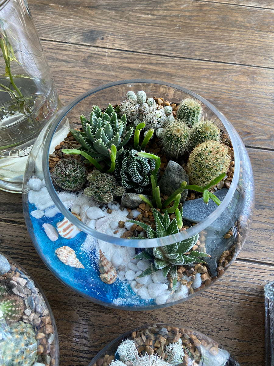 Sea shore themed Open terrarium