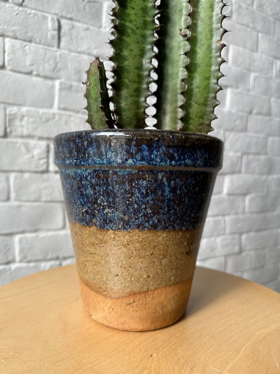 African milk tree in blue and brown planter
