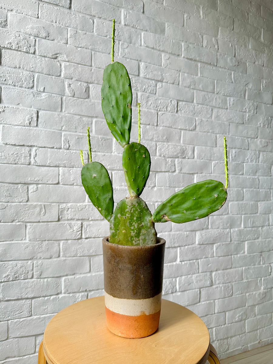Opuntia in terracota planter