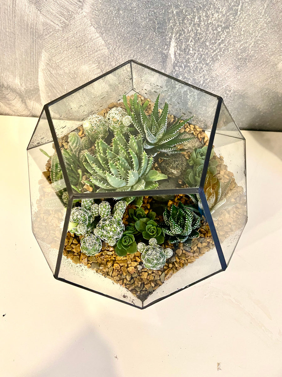 New Pentagon Open Terrarium