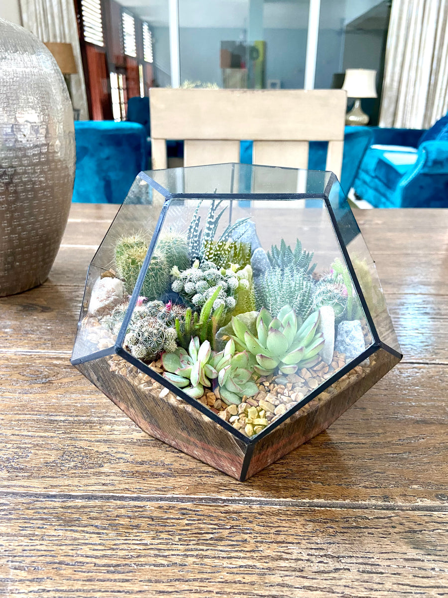 Pentagon Classic Open terrarium