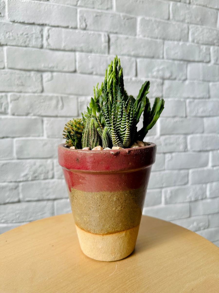Mixed cactus in a terracota planter