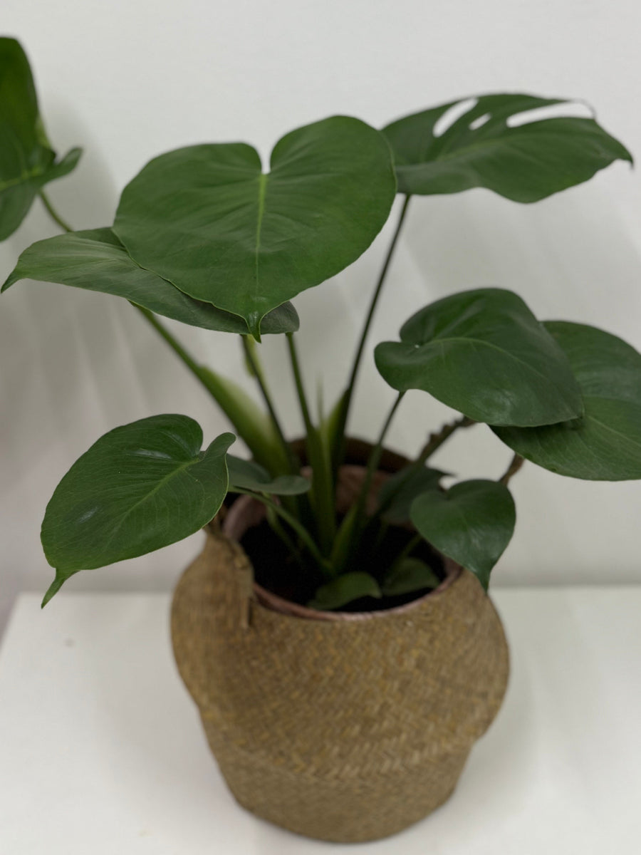Monstera in grass basket