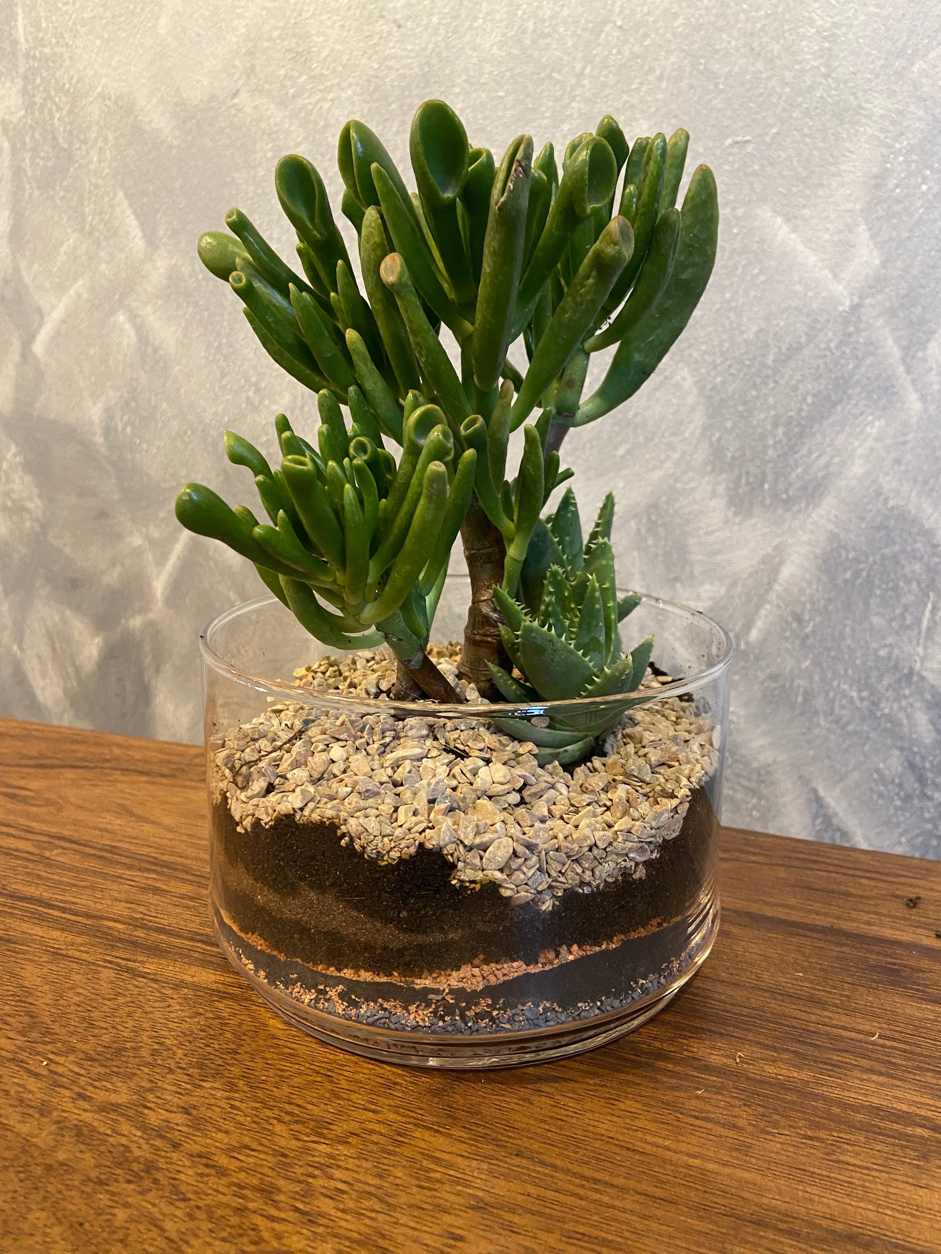 All Plants – Tiny Forest Store