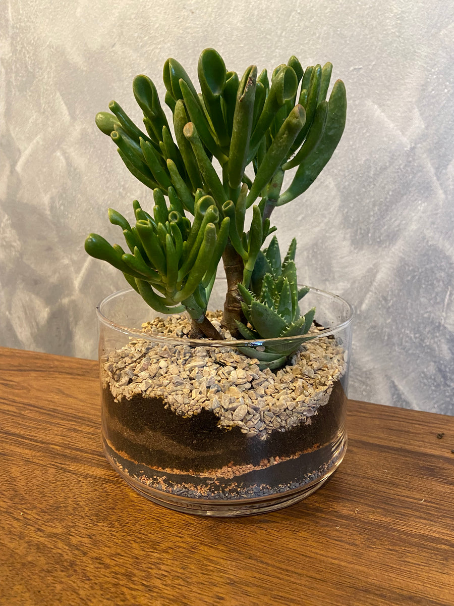 Jade-plant terrarium