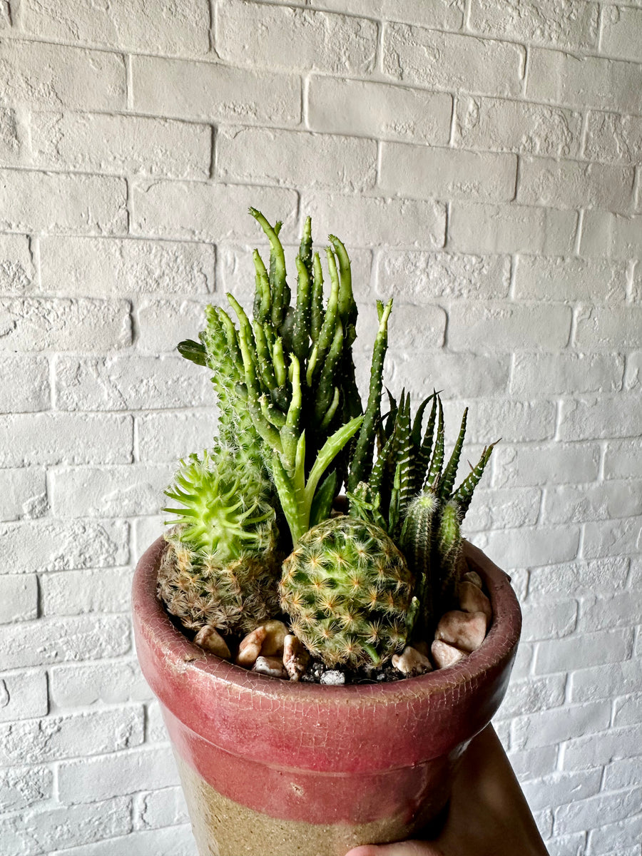 Mixed cactus in a terracota planter