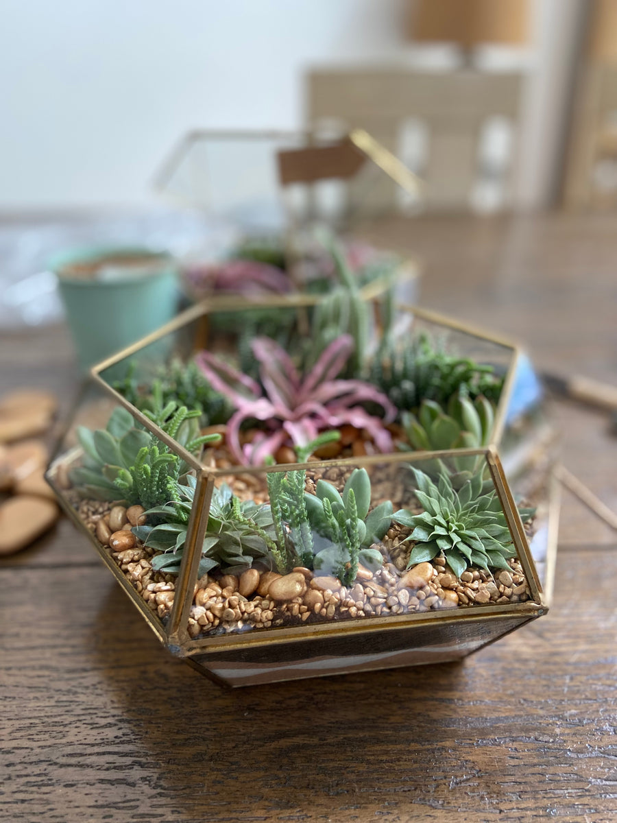 Hexagonal shaped Open terrarium