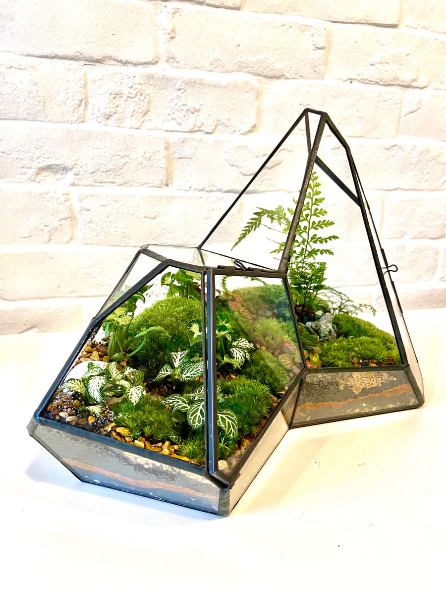 Irregular shaped Closed moss terrarium