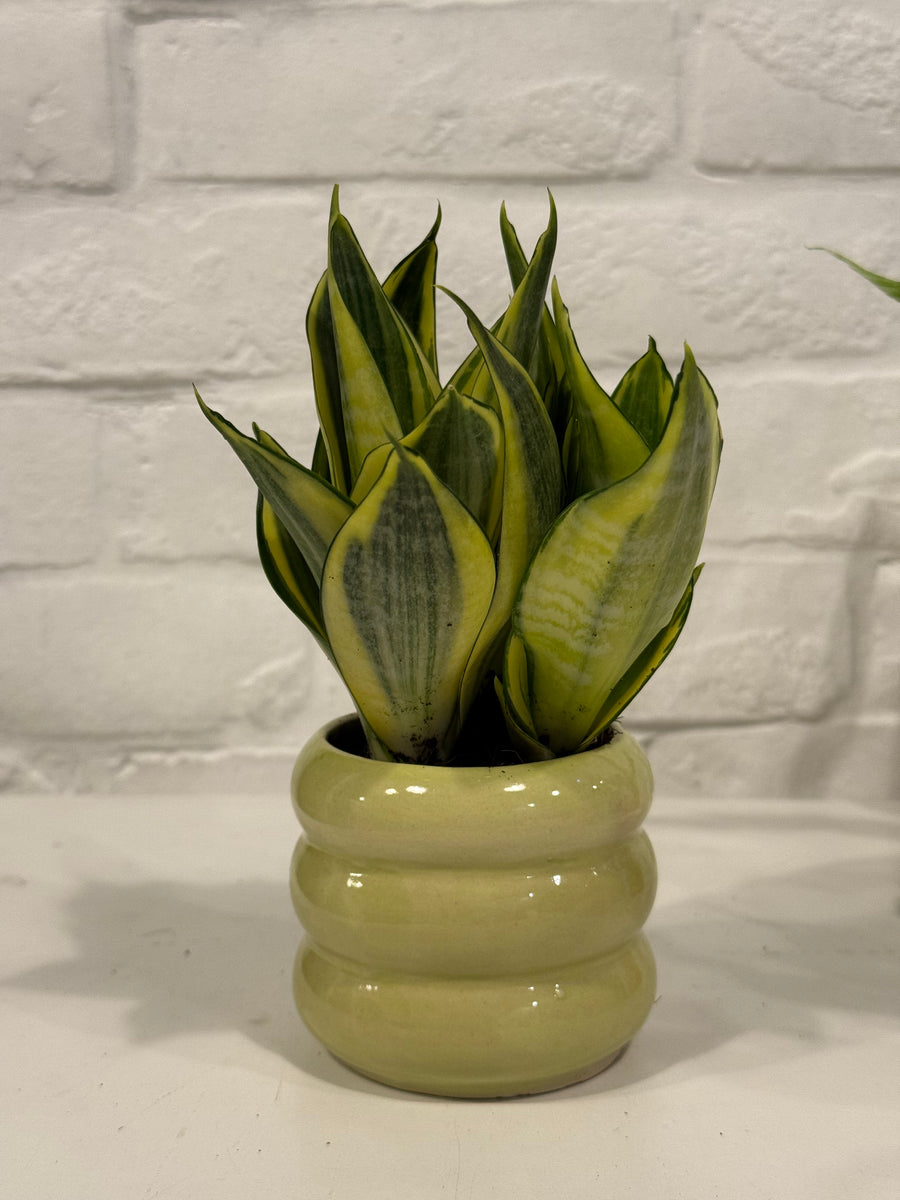 Bird’s nest fern/Sansevierias in small coloured pots