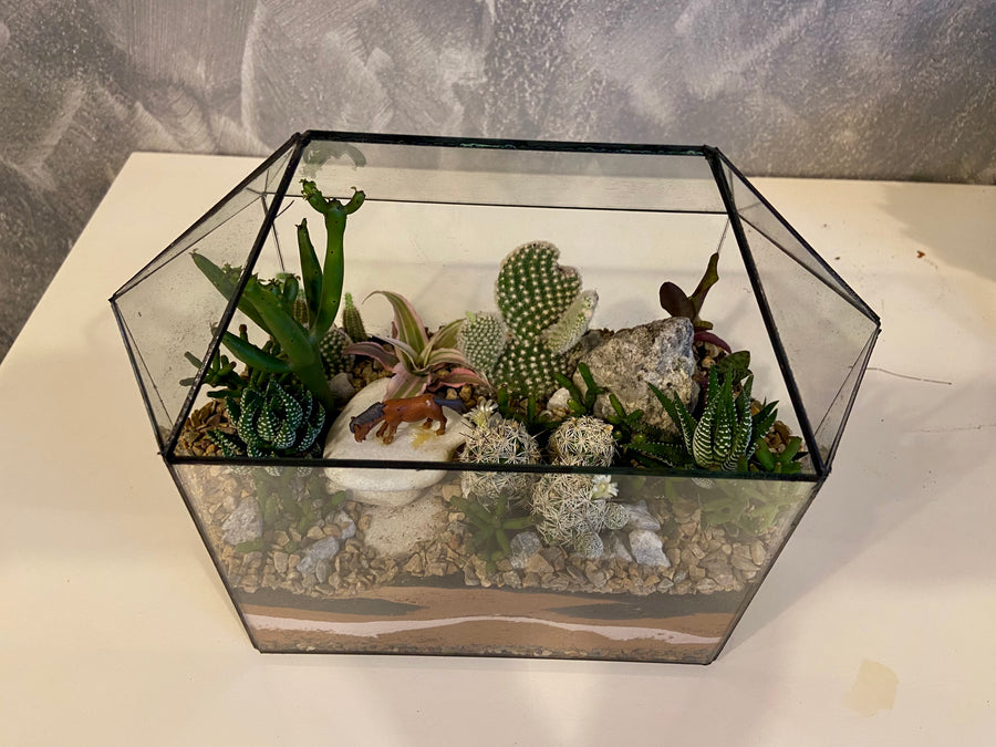 New Greenhouse Open terrarium