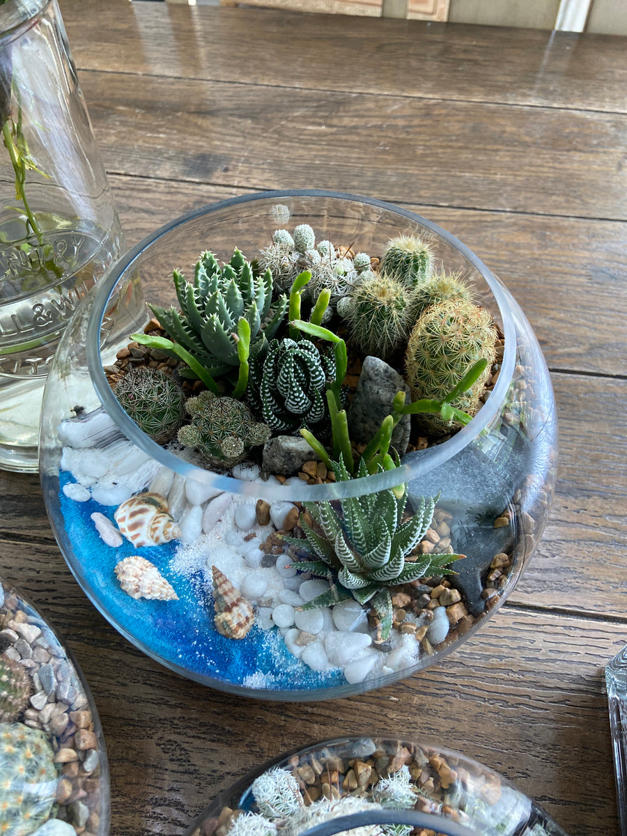 Sea shore themed Open terrarium