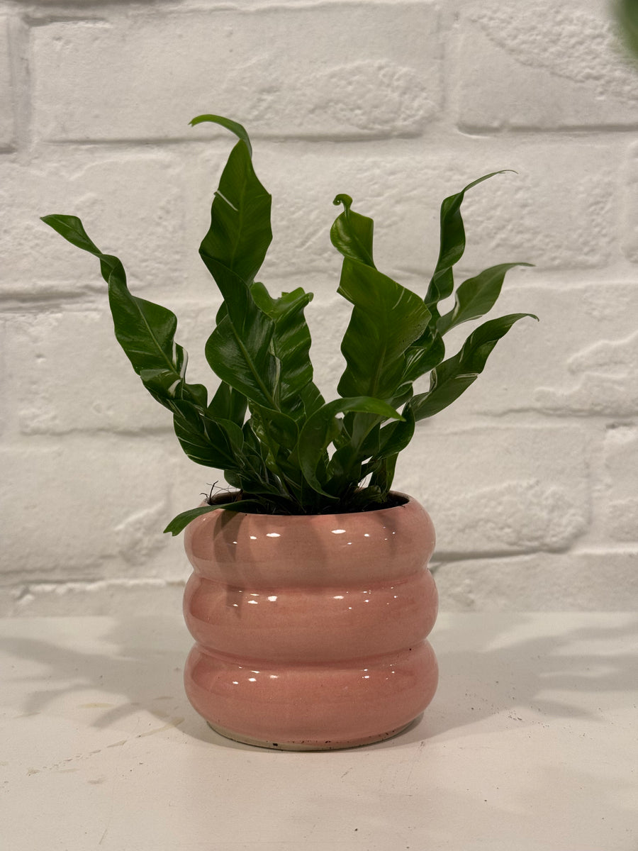 Bird’s nest fern/Sansevierias in small coloured pots