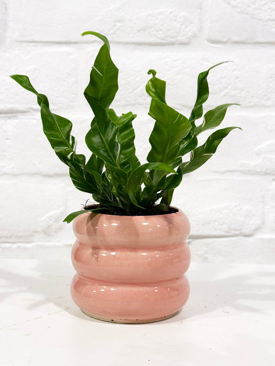 Small plants in coloured pots