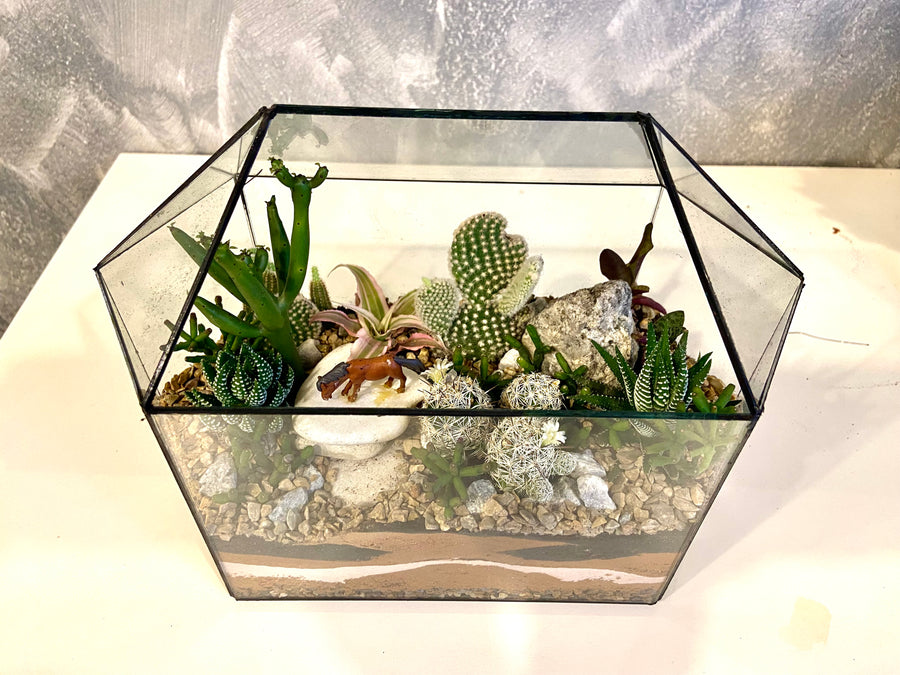 New Greenhouse Open terrarium