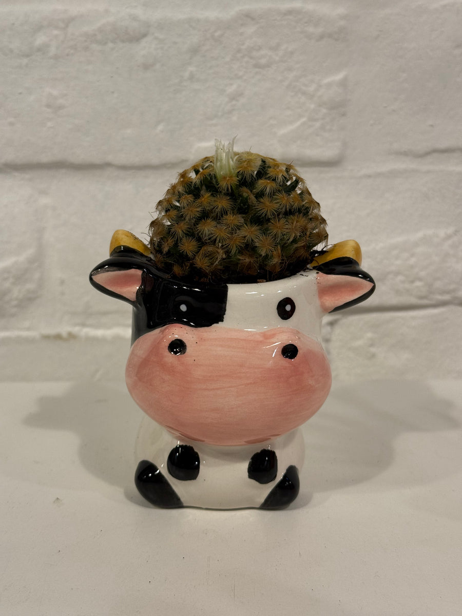 Mini animal terrarium