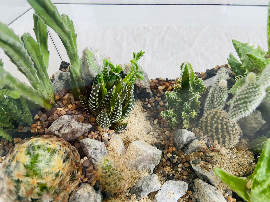 Greenhouse Cactus valley terrarium
