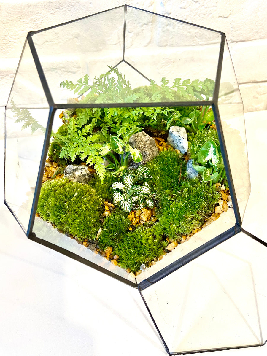 Small Pentagon Closed Moss Terrarium