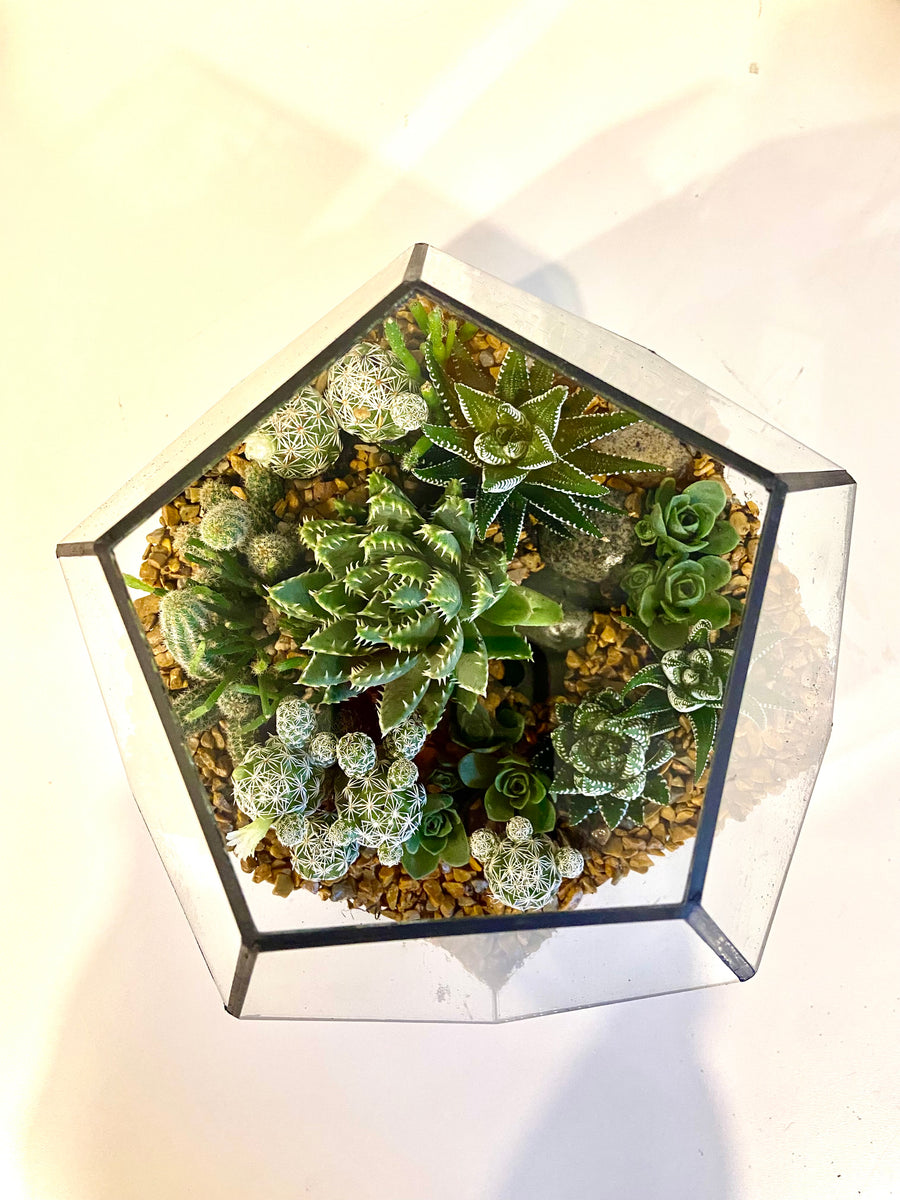 New Pentagon Open Terrarium