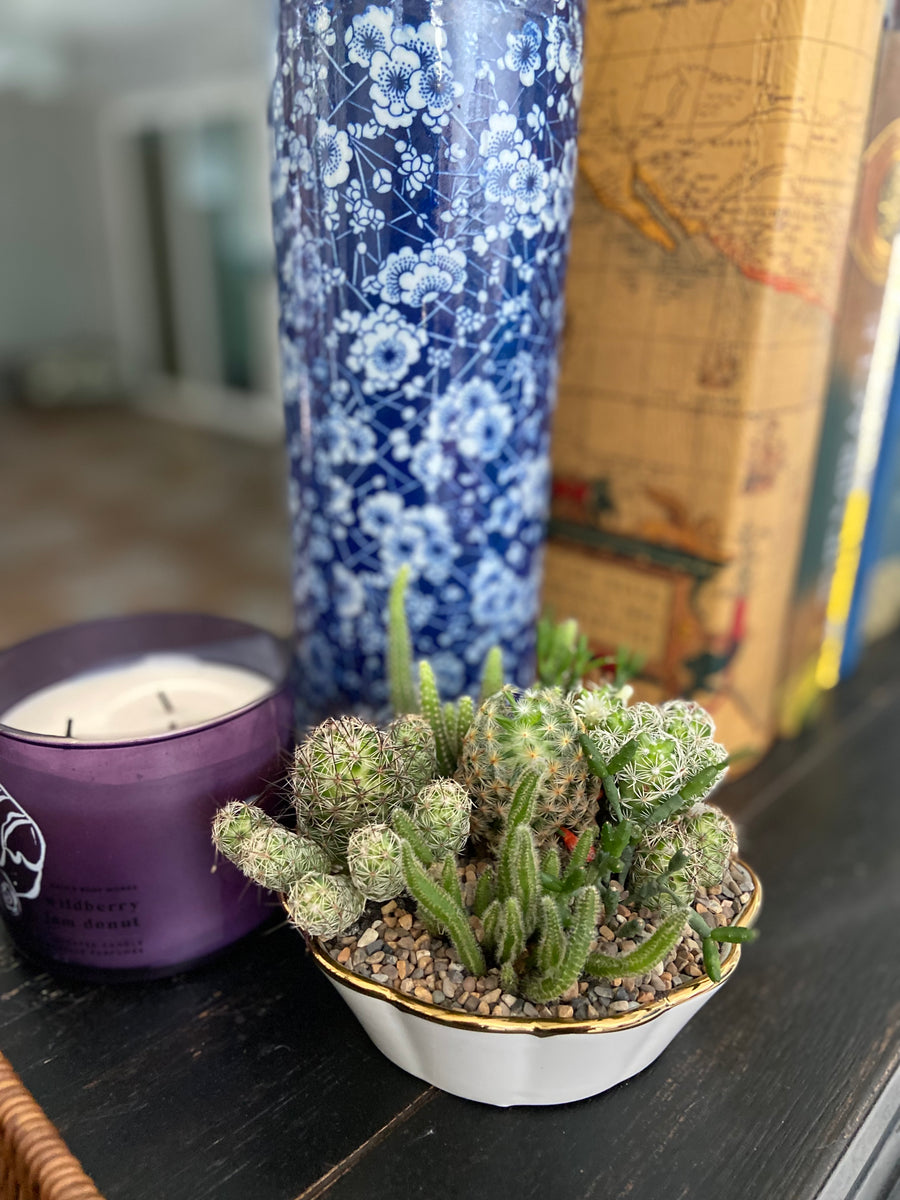 A bowl of cactuses