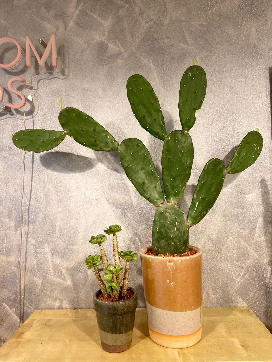 Cactus Opuntia in ceramic pots