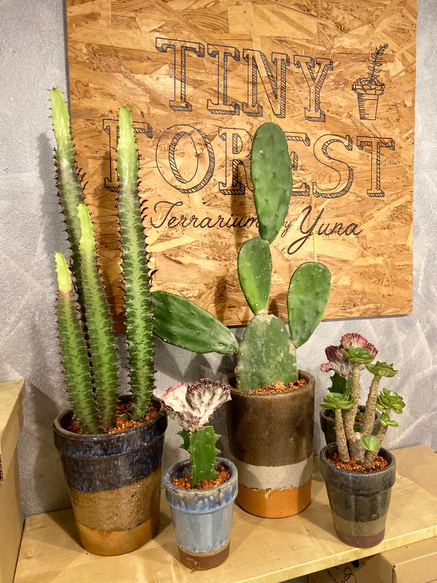 Cactus Opuntia in ceramic pots