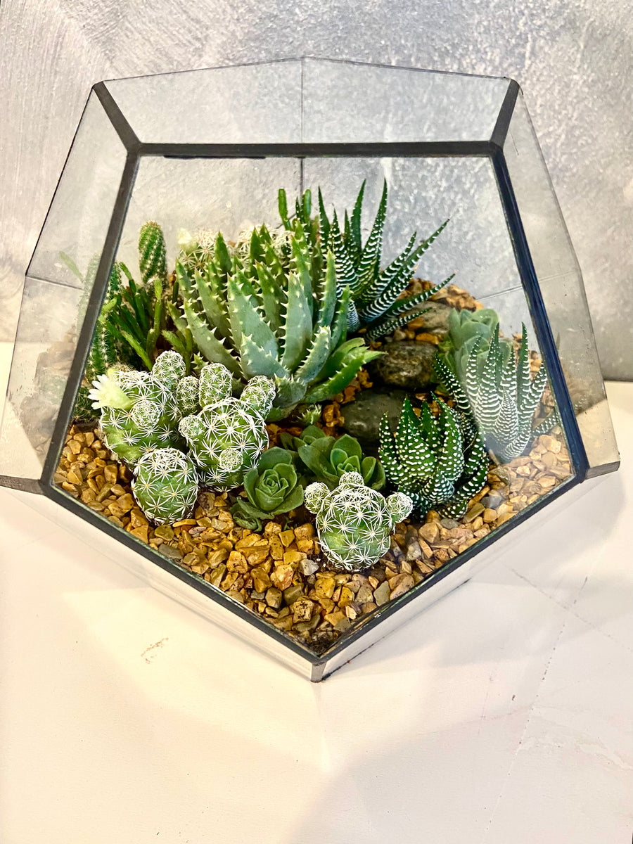 New Pentagon Open Terrarium